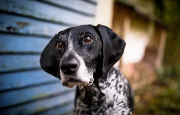 Look, each, dog