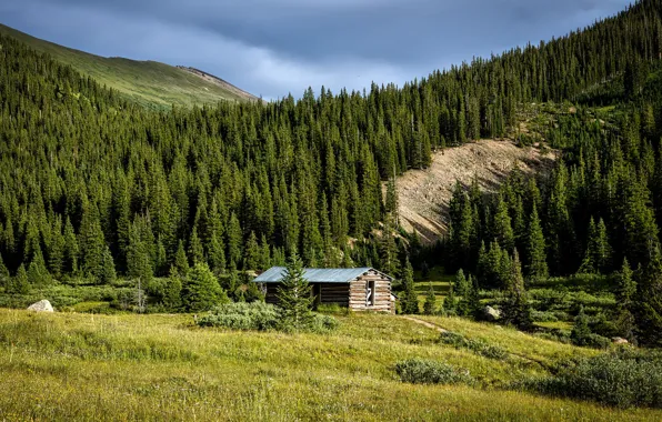 Greens, forest, summer, the sun, trees, mountains, glade, the barn