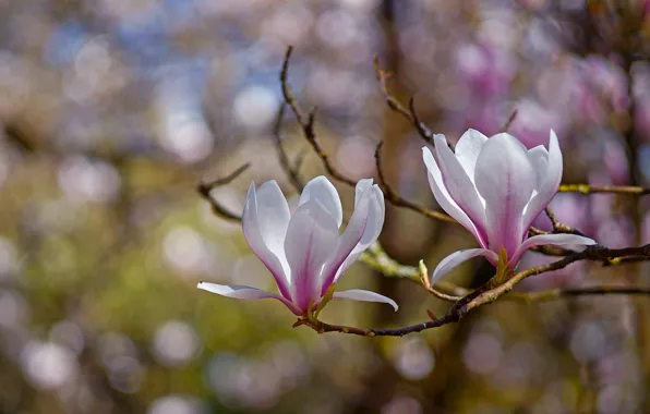 Light, flowers, branches, background, spring, pair, a couple, Duo