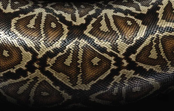 Snakes, texture, skin