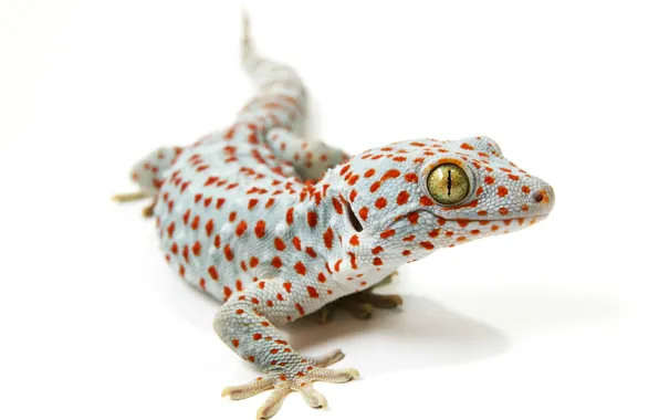 Picture background, lizard, Tokay gecko