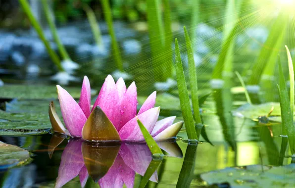 Picture flower, leaves, water, the sun, rays, pond, pink, Lotus