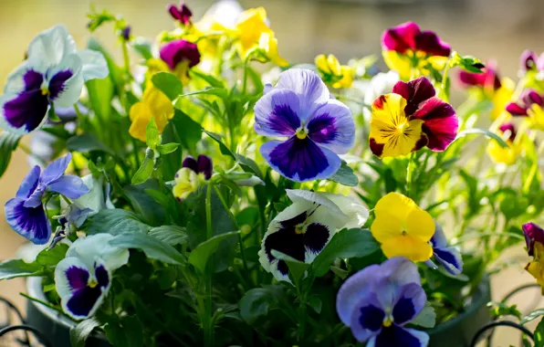 Greens, light, flowers, yellow, garden, purple, pot, white
