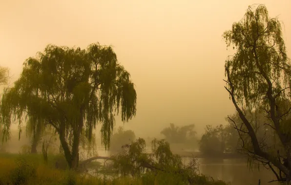 Picture fog, morning, Australia, Jerrabomberra, Canberra, wetlands