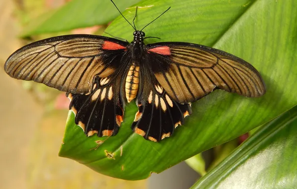 Leaves, microsemi, butterfly, wings, insect, beautiful, closeup