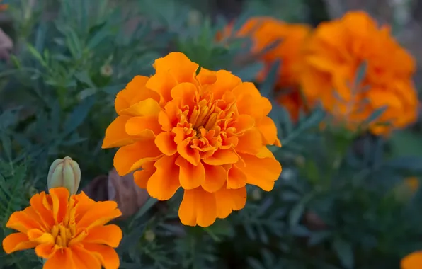 Picture flowers, orange, marigolds, tagetes