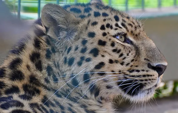 Face, stay, predator, spot, leopard, profile