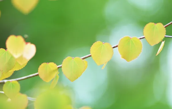 Leaves, background, heart, branch, yellow, form, bokeh, bokeh
