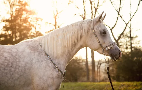 Picture the sun, light, grey, horse, horse, mane, profile