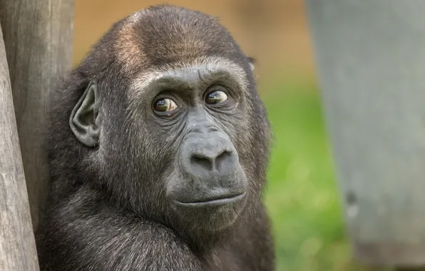 Look, nature, monkey