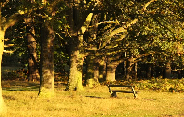 Picture trees, bench, Park, foliage, the evening, sunlight