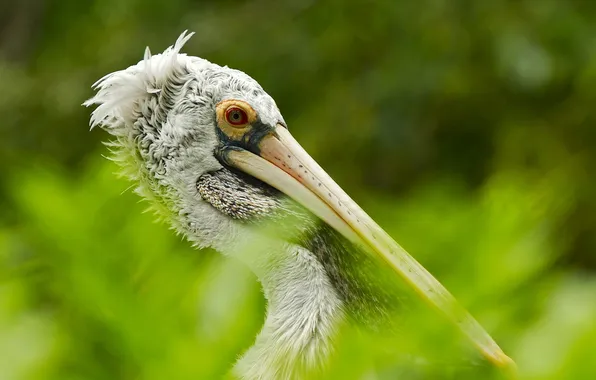 Picture bird, australia, Pelican