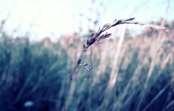 Picture grass, macro, blur, spike