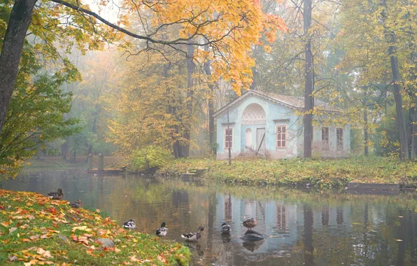 Picture fog, duck, house, pond, autumn