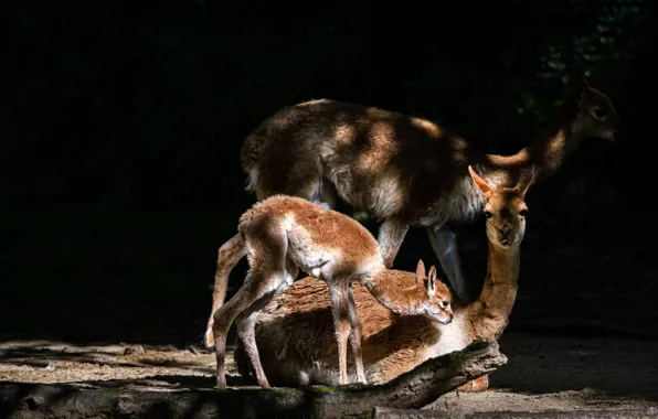 Light, black background, Lama, Lama