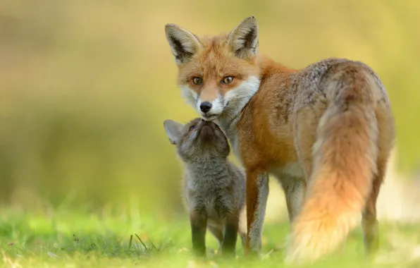 Baby, Fox, mom, Fox, Fox