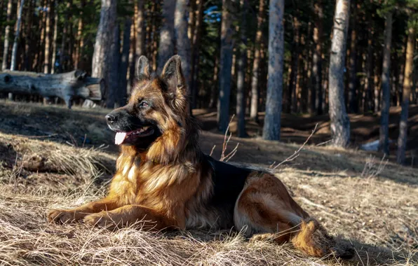 Picture dog, German shepherd, shepherd, longhair, Norway de Zauber Hof