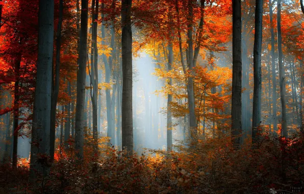 Yellow leaves, autumn forest, morning mist