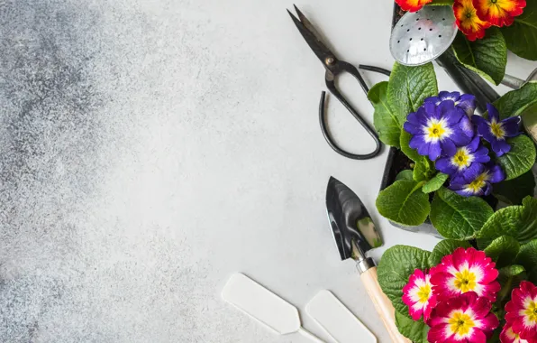 Flowers, spring, plumeria, garden tool