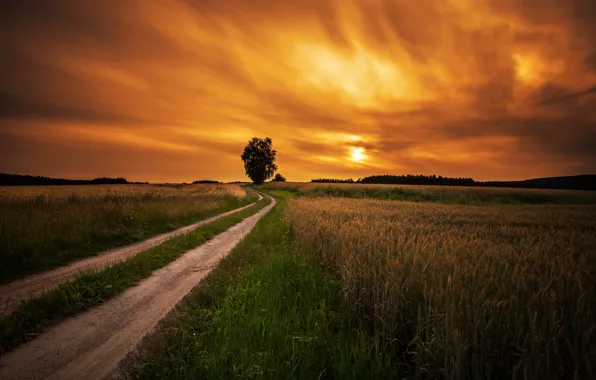 Picture road, field, sunset