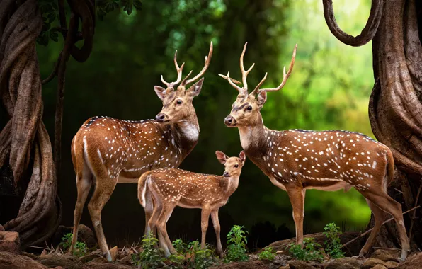 Picture animals, trees, nature, trunks, family, art, deer, fawn