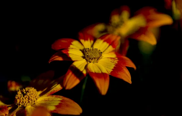Macro, flowers, nature, background, the series is muscular