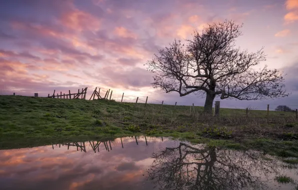 Wallpaper sunset, pond, tree images for desktop, section природа - download
