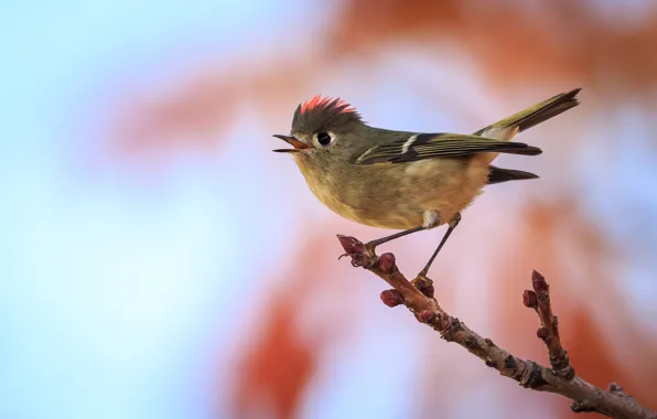 Background, bird, branch, beak, kidney, Wren, rubinovaya Wren