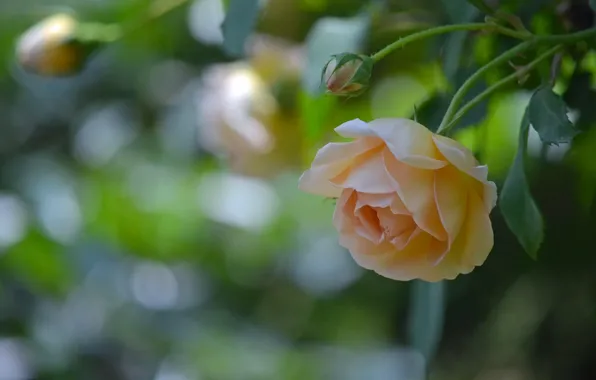 Roses, buds, bokeh