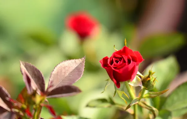 Picture leaves, rose, Bush, petals, Bud