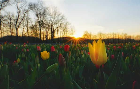 Field, the sun, rays, trees, landscape, sunset, flowers, nature