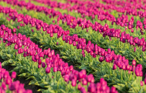 Field, flowers, spring, tulips, pink, buds, a lot, the ranks