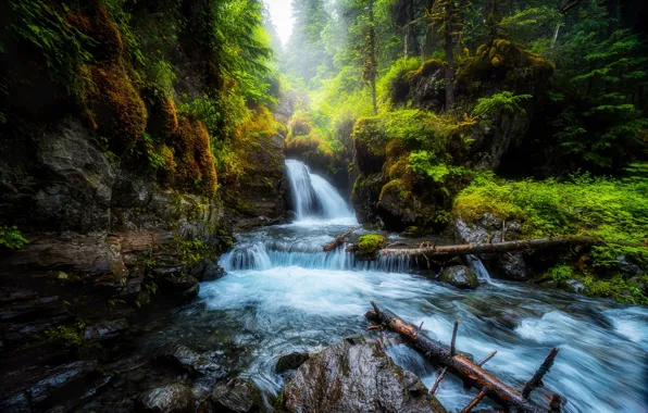 Forest, stones, waterfall, stream, logs