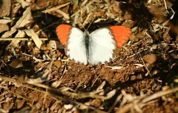 Microsemi, butterfly, wings, insect, beautiful, closeup