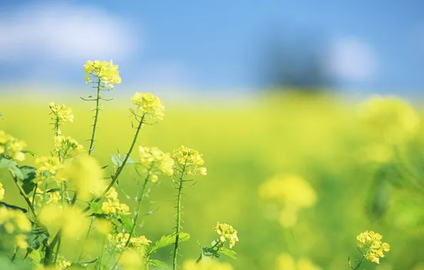 Field, summer, flowers, focus, yellow, blur