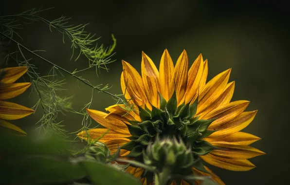 Picture macro, yellow, sunflower