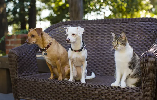 Cat, dogs, cat, friends, Trinity
