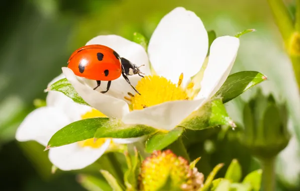 Flower, macro, ladybug, beetle, strawberry, insect