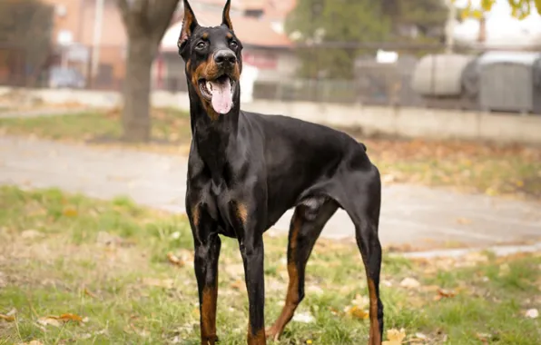 Language, Doberman, yard, mouth, cable, young, black and tan