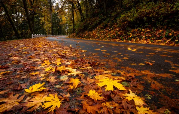 Picture road, autumn, leaves