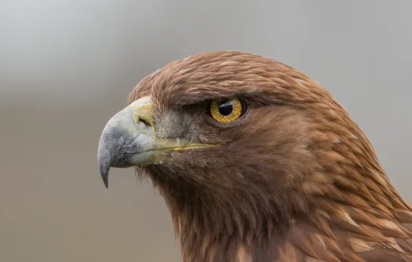 Picture eagle, eye, golden eagle