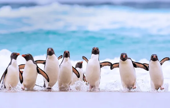 Picture bird, Falkland Islands, Crested Penguin