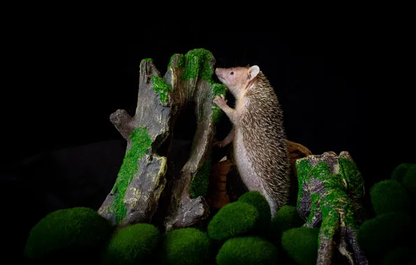 Look, moss, stump, muzzle, hedgehog, snag, black background, stand