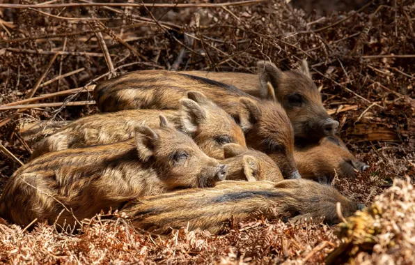 Forest, nature, boars