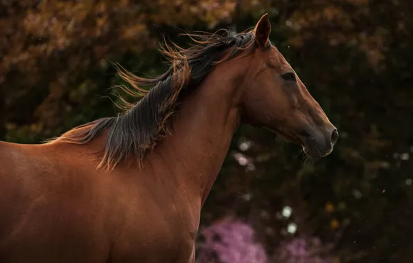 Picture horse, horse, mane, profile, chestnut