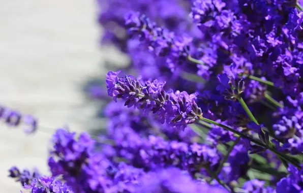Picture flowers, background, lavender