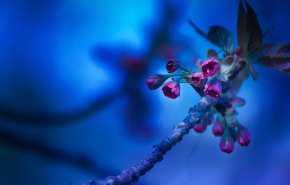 Macro, flowers, branches, background, sini