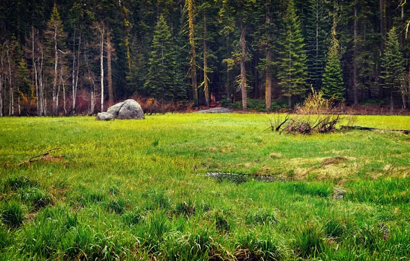 Picture forest, trees, landscape, nature, glade, plants, forest, trees