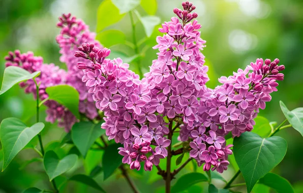 Flower, leaves, spring, wallpaper, flower, lilac, leaves, spring