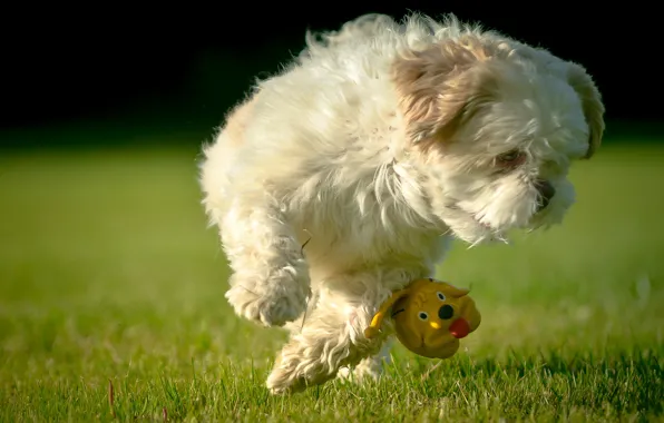 Toy, dog, lawn, Shih Tzu